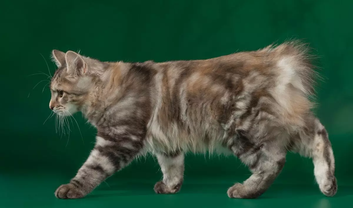 Japon Kediler (39 Fotoğraf): Bu kedi cinsinin özellikleri. Büyük gözlü yavru kedi için nasıl bakım? 22569_20