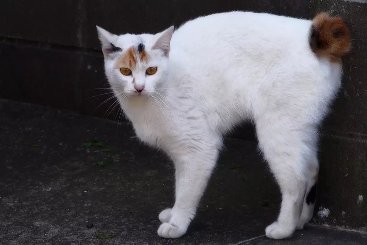 Japon Kediler (39 Fotoğraf): Bu kedi cinsinin özellikleri. Büyük gözlü yavru kedi için nasıl bakım? 22569_21