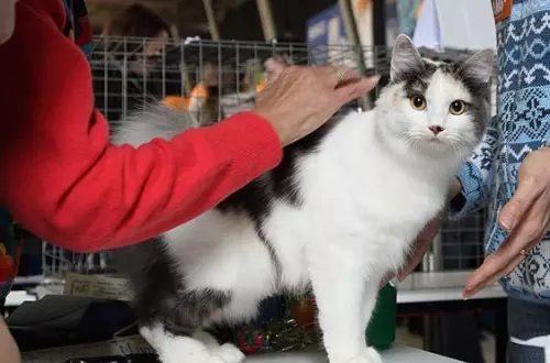 Cats japoneze (39 foto): Karakteristikat e kësaj race të macet. Si të kujdeseni për kotele me sy të mëdhenj? 22569_25