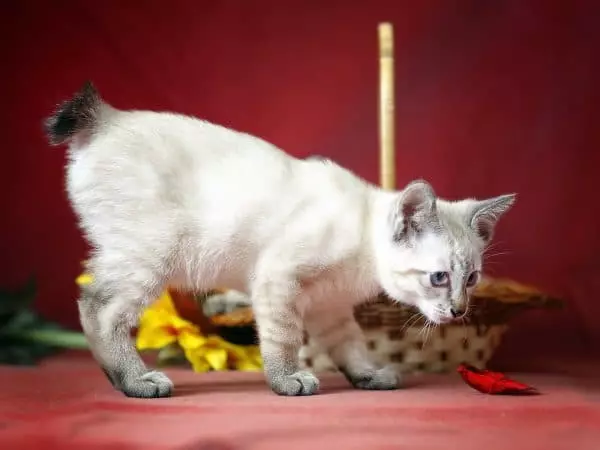 Pisici japoneze (39 de fotografii): Caracteristicile acestei rase de pisici. Cum să ai grijă de pisoi cu ochi mari? 22569_26