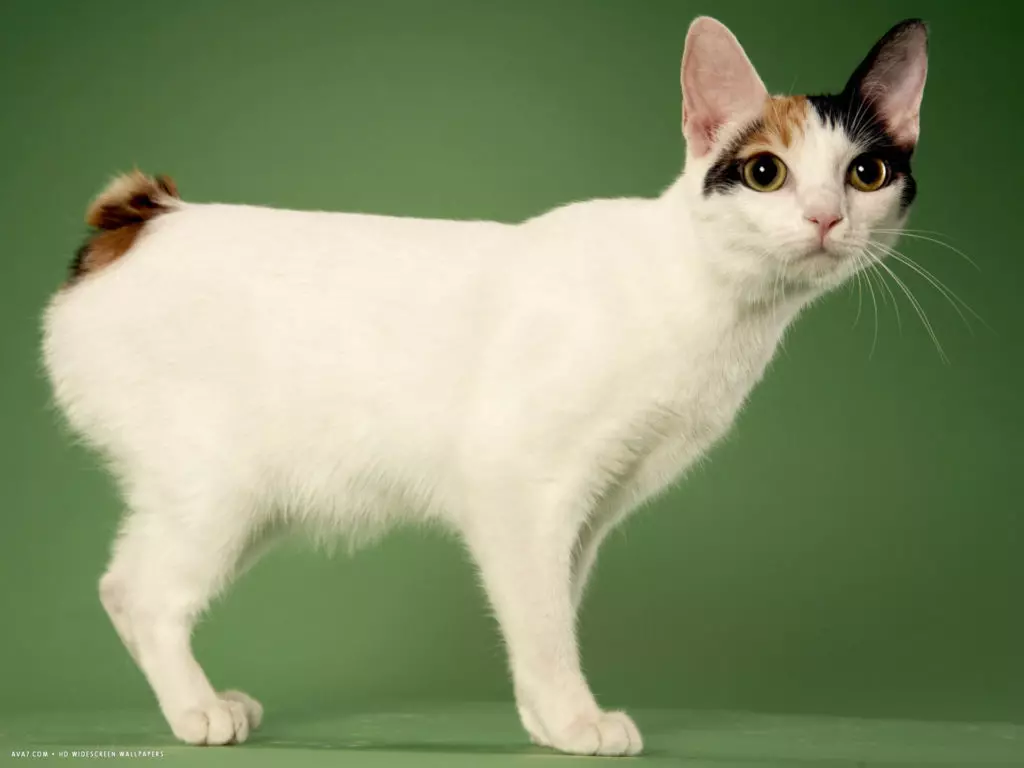 Japon Kediler (39 Fotoğraf): Bu kedi cinsinin özellikleri. Büyük gözlü yavru kedi için nasıl bakım? 22569_3
