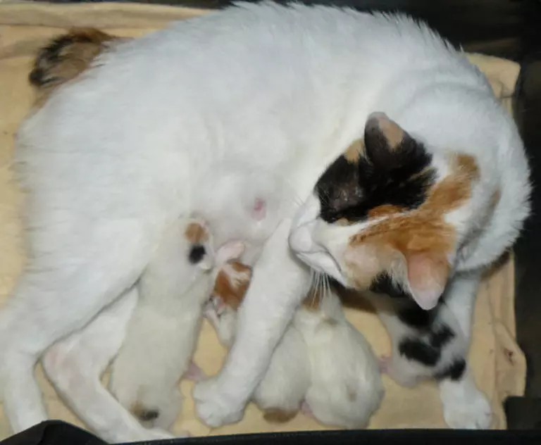Pisici japoneze (39 de fotografii): Caracteristicile acestei rase de pisici. Cum să ai grijă de pisoi cu ochi mari? 22569_39
