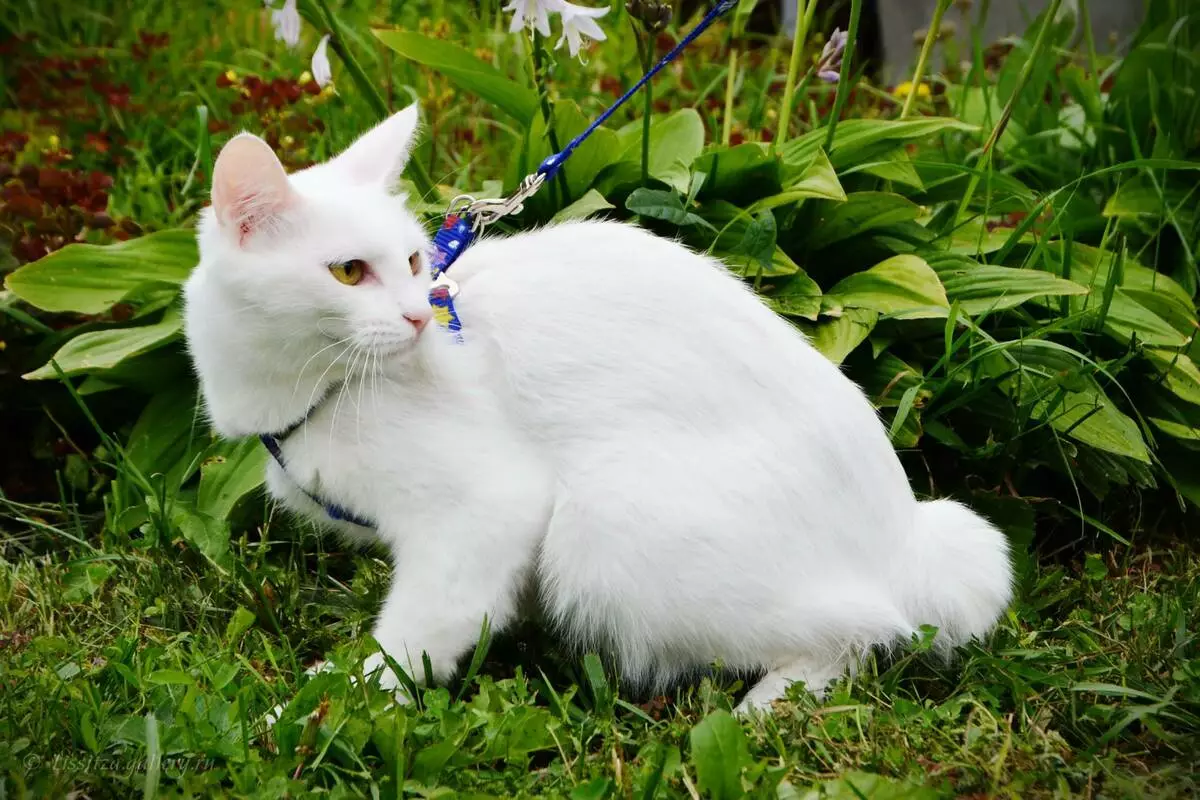 जपानी मांजरी (3 9 फोटो): या जातीच्या या जातीचे वैशिष्ट्य. मोठ्या डोळ्यांसह मांजरीची काळजी कशी घ्यावी? 22569_4