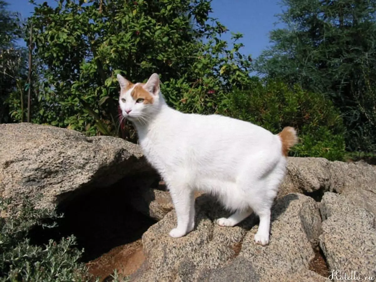 Japon Kediler (39 Fotoğraf): Bu kedi cinsinin özellikleri. Büyük gözlü yavru kedi için nasıl bakım? 22569_5