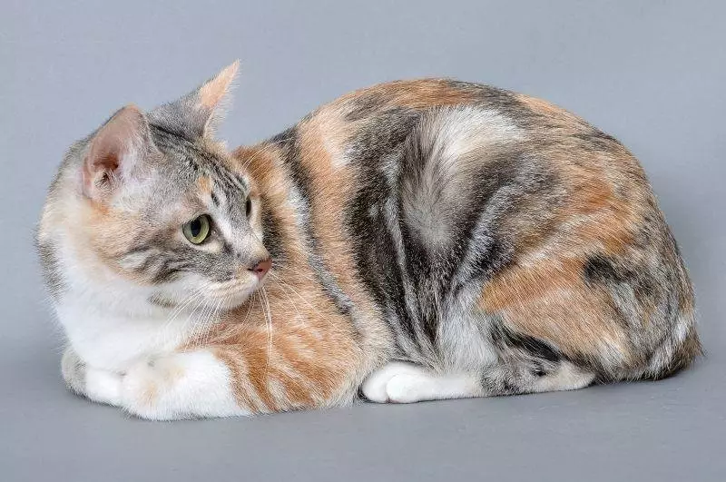 Gatos xaponeses (39 fotos): características desta raza de gatos. Como coidar de gatitos con ollos grandes? 22569_6