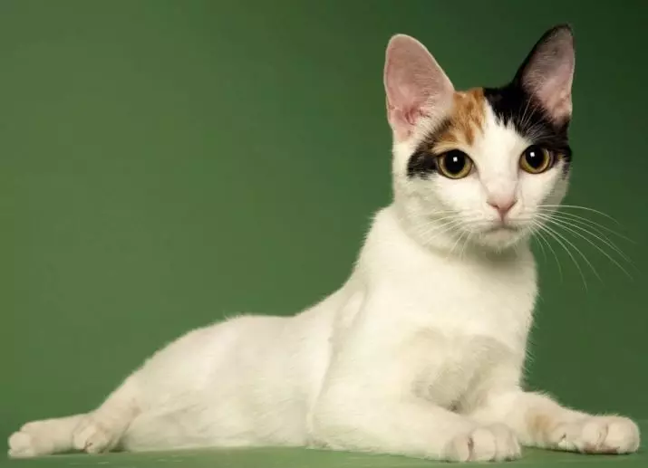 Pisici japoneze (39 de fotografii): Caracteristicile acestei rase de pisici. Cum să ai grijă de pisoi cu ochi mari? 22569_8