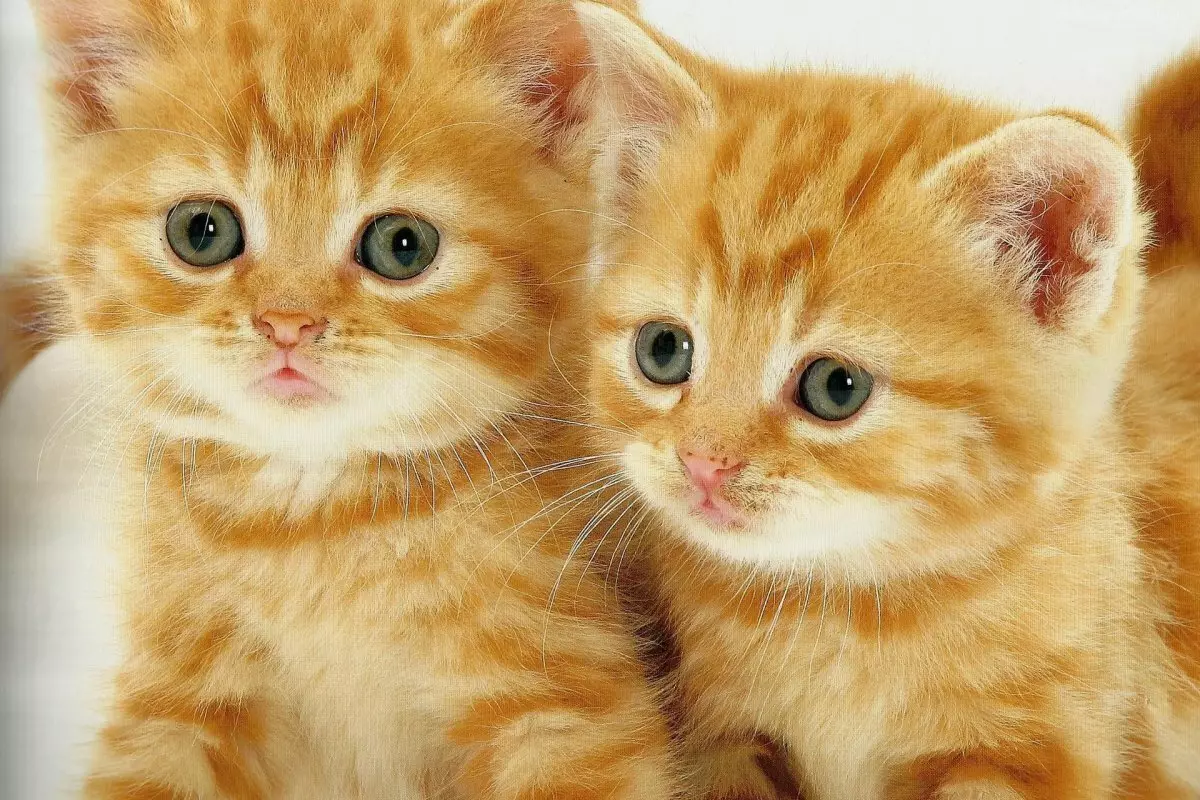Comment appeler le chat rouge et le chat? Liste des noms originaux et beaux pour les garçons et les filles rouges 22574_10