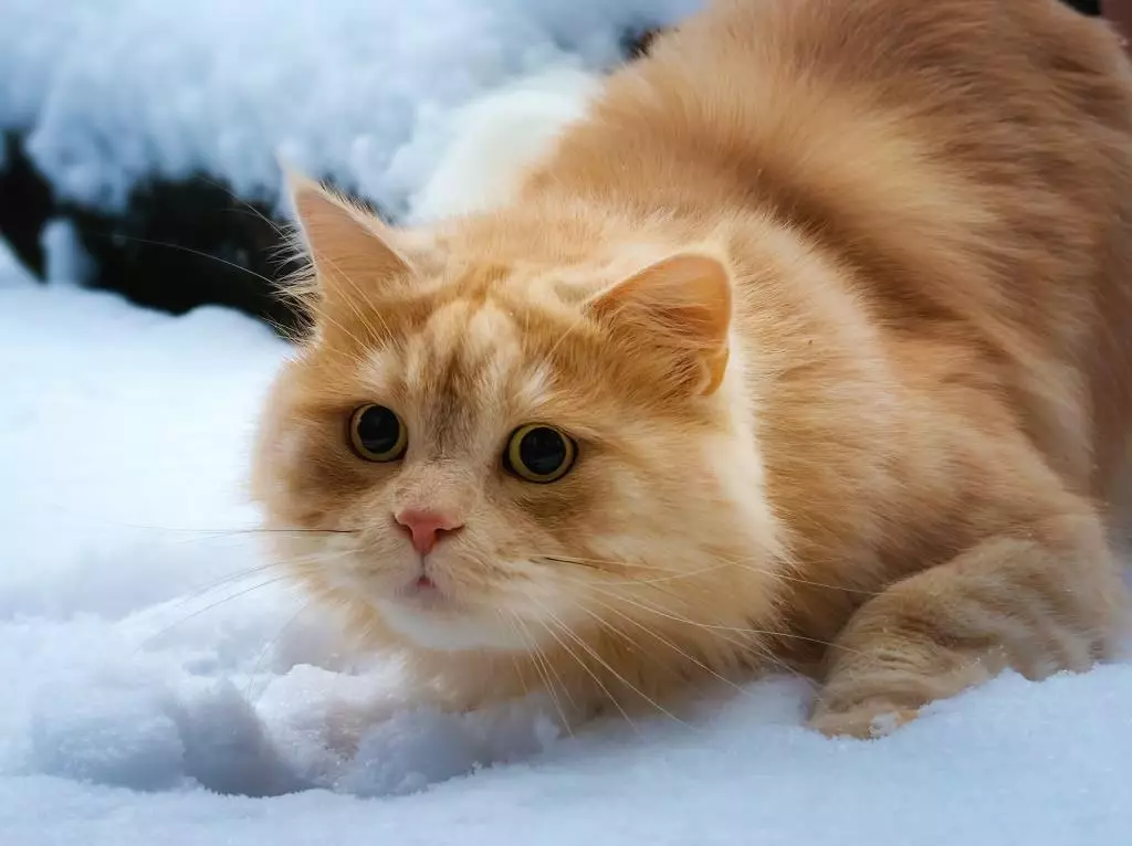 Meriv çawa bi pisîk û pisîk re bang dike? Navên navên orjînal û xweşik ji bo kur û keçên rengîn ên sor 22574_12