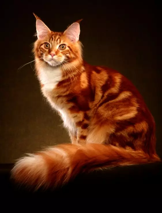 Meriv çawa bi pisîk û pisîk re bang dike? Navên navên orjînal û xweşik ji bo kur û keçên rengîn ên sor 22574_16
