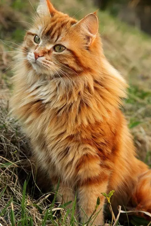 Як назвати рудого кота і кішку? Список оригінальних і красивих імен для кошенят-хлопчиків і дівчаток рудого кольору 22574_26