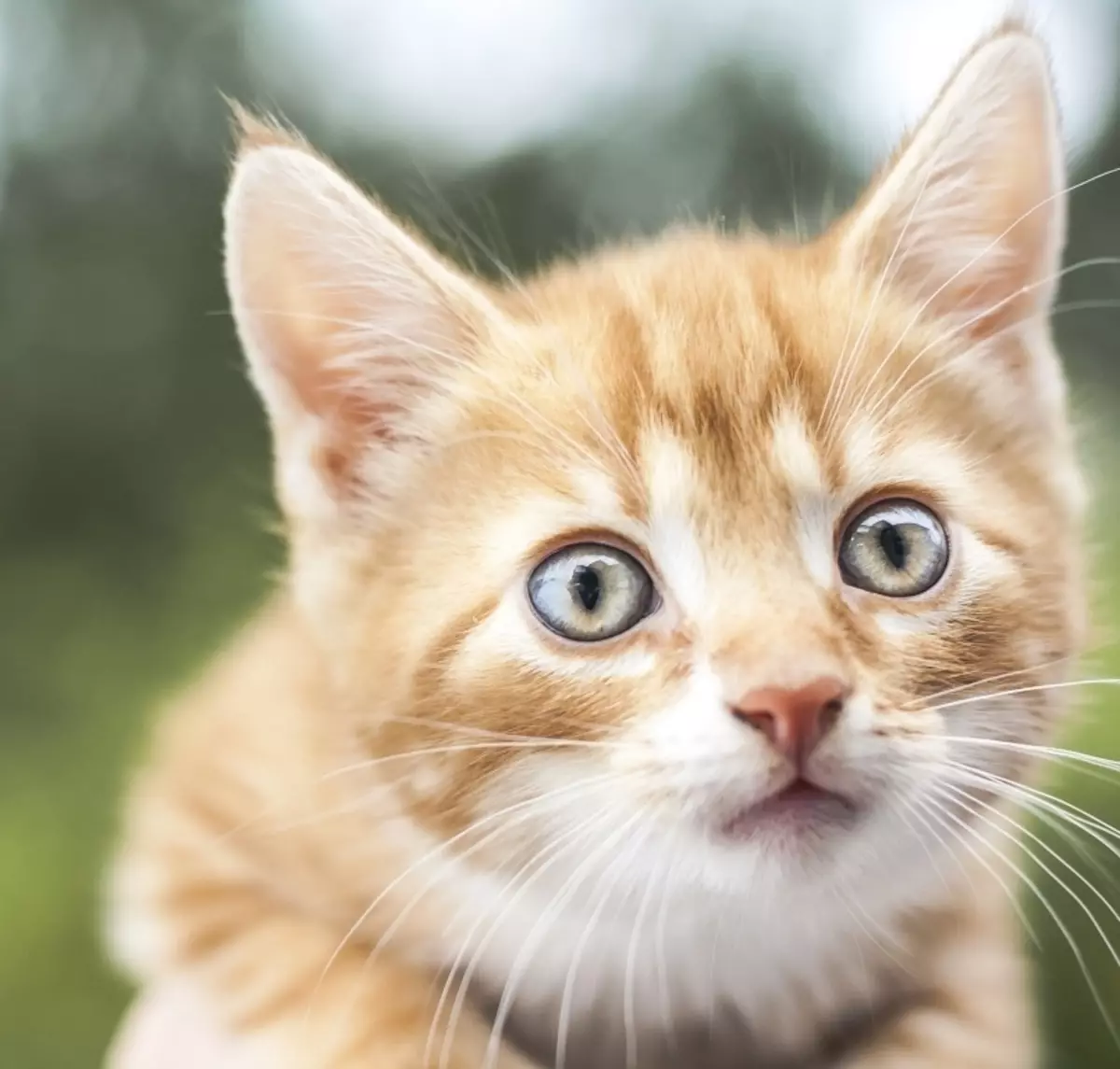 Як назвати рудого кота і кішку? Список оригінальних і красивих імен для кошенят-хлопчиків і дівчаток рудого кольору 22574_27