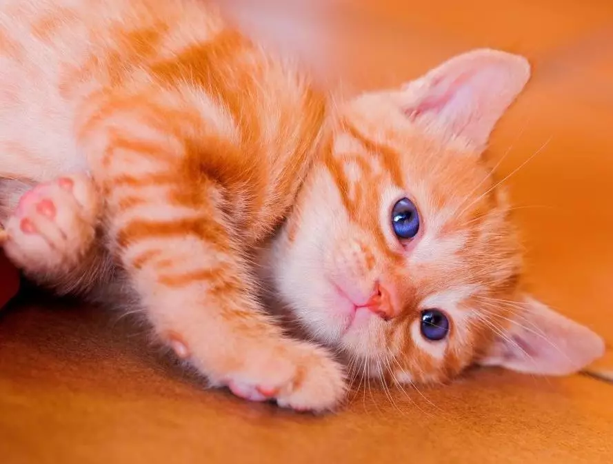 Meriv çawa bi pisîk û pisîk re bang dike? Navên navên orjînal û xweşik ji bo kur û keçên rengîn ên sor 22574_28