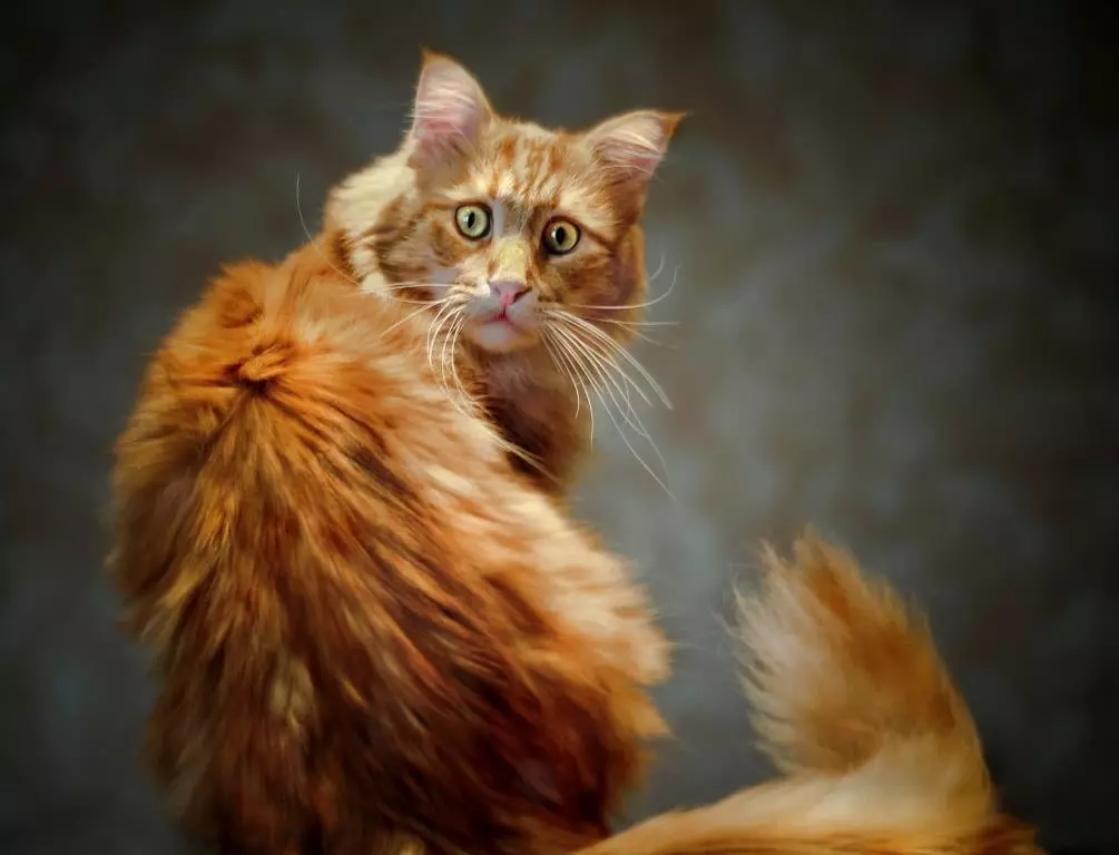 Як назвати рудого кота і кішку? Список оригінальних і красивих імен для кошенят-хлопчиків і дівчаток рудого кольору 22574_30