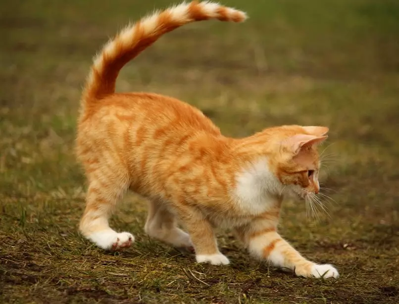 Meriv çawa bi pisîk û pisîk re bang dike? Navên navên orjînal û xweşik ji bo kur û keçên rengîn ên sor 22574_31