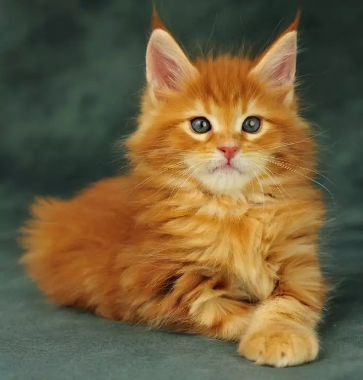 Як назвати рудого кота і кішку? Список оригінальних і красивих імен для кошенят-хлопчиків і дівчаток рудого кольору 22574_32