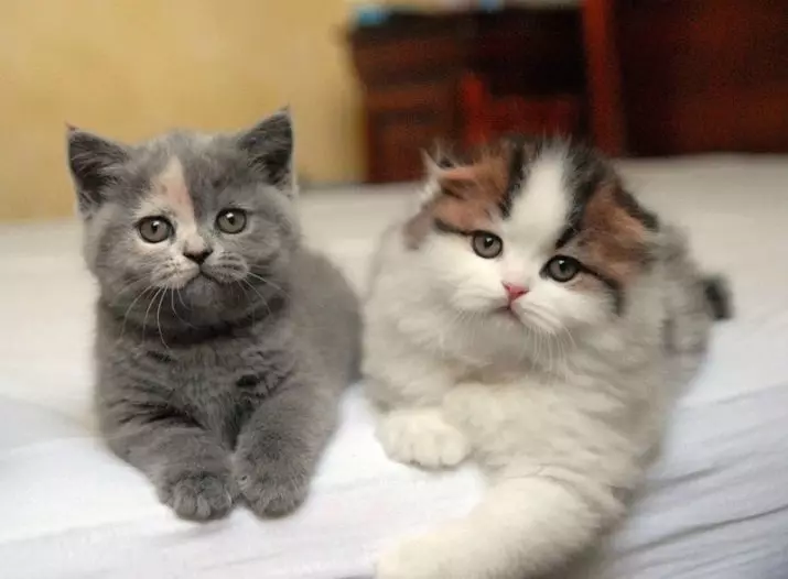 Nomi per gatti: nickname bei e originali per gattini. Nomi di gatti rari e insoliti per gatti e gatti purosangue 22575_12