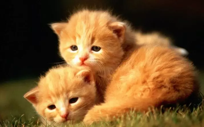 Nammen foar katten: Moaie en orizjinele bynammen foar kittens. Seldsume en ungewoane kattennammen foar Thoroughbred katten en katten 22575_6