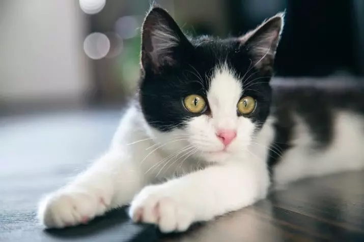 Nama untuk kucing hitam dan putih: Cara menyebutkan kucing dua warna dengan warna hitam dan putih? Nama apa yang lebih cocok untuk anak laki-laki, dan gadis-gadis apa? 22581_7