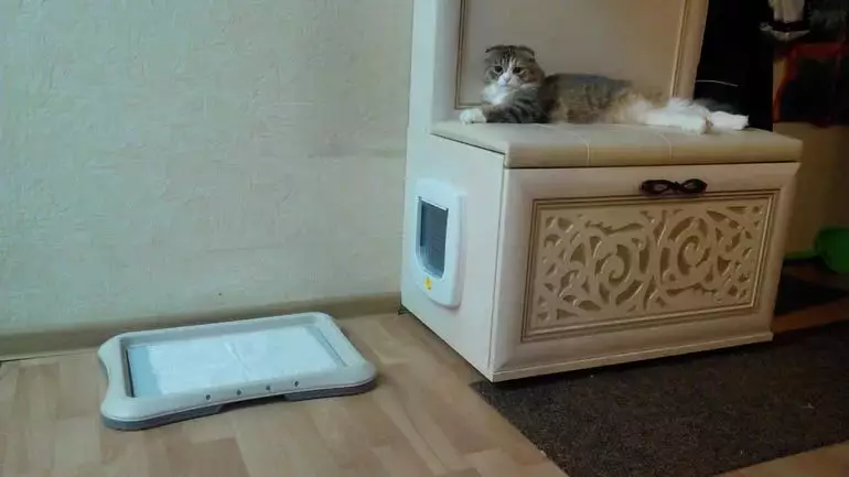 توالت بسته برای گربه ها (21 عکس) چگونه در انتخاب یک گربه سینی-خانه بزرگ با یک فیلتر زغال سنگ برای یک گربه؟ بررسی مالکیت 22587_12