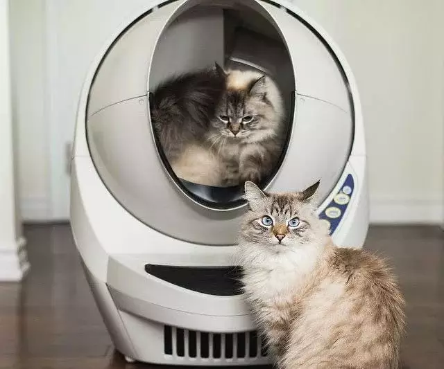 Zatvorena WC za mačke (21 slike): Kako odabrati velika mačka poslužavnik-kuća sa filtrom za mačke? Pregledi vlasništva 22587_13
