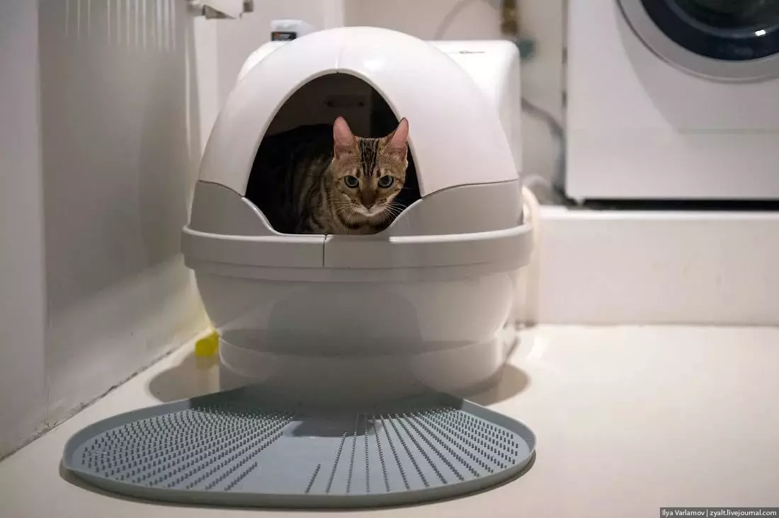 Sebuah tandas tertutup untuk kucing (21 foto): Bagaimana untuk memilih rumah dulang kucing besar dengan penapis arang batu untuk kucing? Ulasan Pemilikan 22587_14