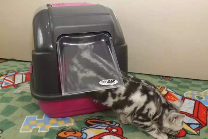 توالت بسته برای گربه ها (21 عکس) چگونه در انتخاب یک گربه سینی-خانه بزرگ با یک فیلتر زغال سنگ برای یک گربه؟ بررسی مالکیت 22587_4