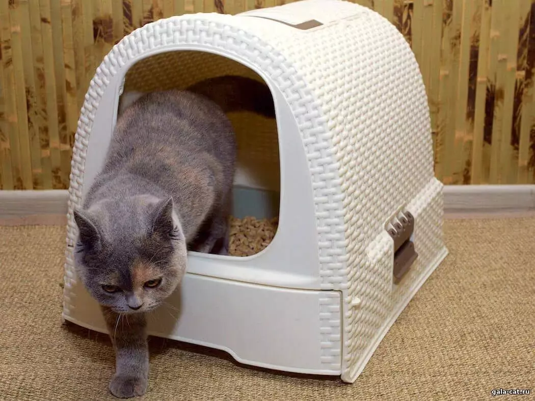 Sebuah tandas tertutup untuk kucing (21 foto): Bagaimana untuk memilih rumah dulang kucing besar dengan penapis arang batu untuk kucing? Ulasan Pemilikan 22587_5
