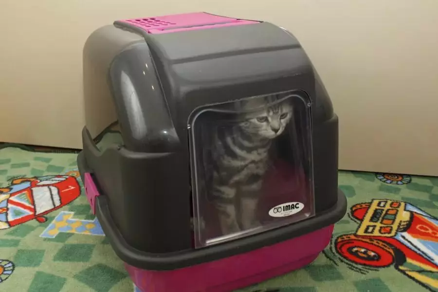 Zatvorena WC za mačke (21 slike): Kako odabrati velika mačka poslužavnik-kuća sa filtrom za mačke? Pregledi vlasništva 22587_8