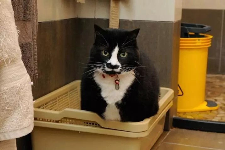 Bakke med et gitter til katte (12 billeder): Sådan bruger du Feline Toilet? Hvordan fylder du en stor bakke? Hvordan man lærer en kat til ham? 22589_2