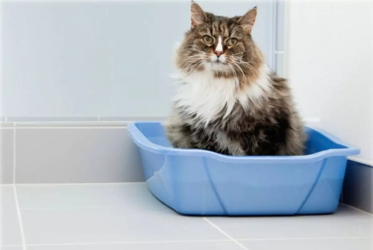 Bakke med et gitter til katte (12 billeder): Sådan bruger du Feline Toilet? Hvordan fylder du en stor bakke? Hvordan man lærer en kat til ham? 22589_3