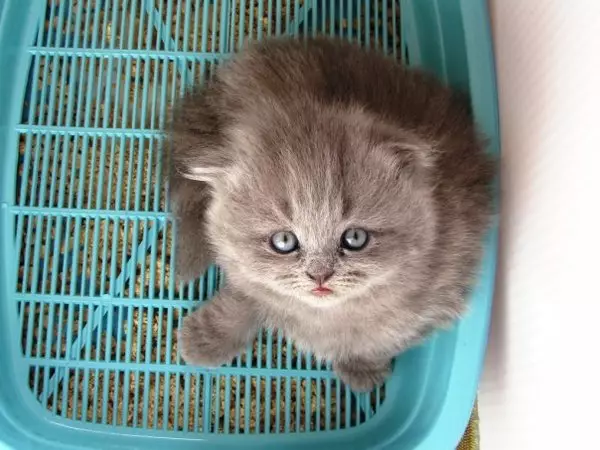 Bakke med et gitter til katte (12 billeder): Sådan bruger du Feline Toilet? Hvordan fylder du en stor bakke? Hvordan man lærer en kat til ham? 22589_4