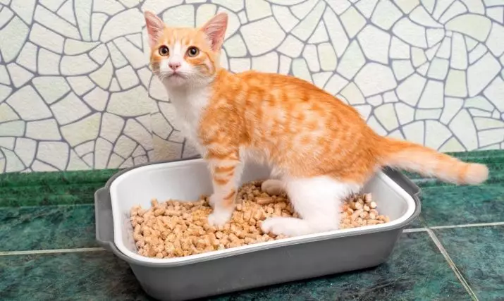 Bakke med et gitter til katte (12 billeder): Sådan bruger du Feline Toilet? Hvordan fylder du en stor bakke? Hvordan man lærer en kat til ham? 22589_5
