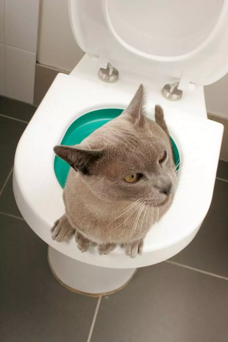 Wiosło na toalecie dla kotów: odmiany dysz. Jak nauczyć kota, aby udać się do toalety po toalecie kota? 22591_11