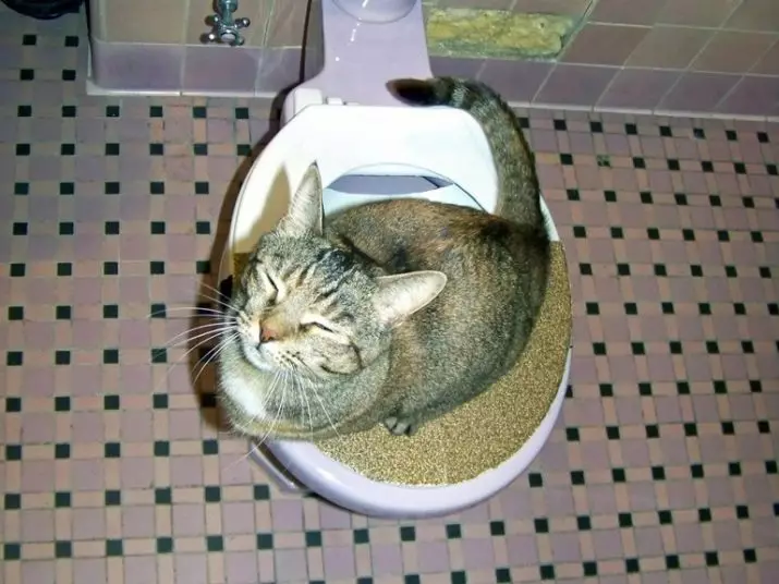 Peddel op het toilet voor katten: variëteiten van nozzles. Hoe een kat te leren om naar het toilet te gaan na het toilet van de kat? 22591_16