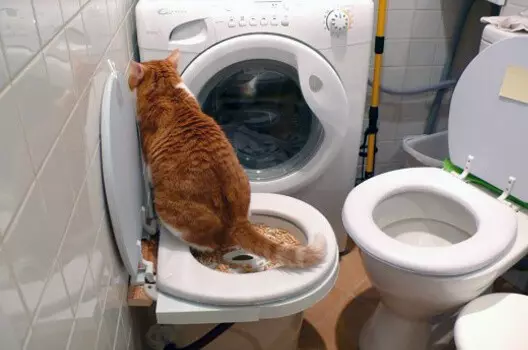Mái chèo trên nhà vệ sinh cho mèo: Giống vòi phun. Làm thế nào để dạy một con mèo đi vệ sinh sau nhà vệ sinh mèo? 22591_20