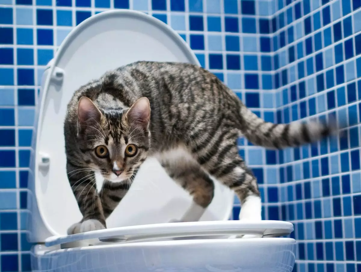 Peddel op het toilet voor katten: variëteiten van nozzles. Hoe een kat te leren om naar het toilet te gaan na het toilet van de kat? 22591_21