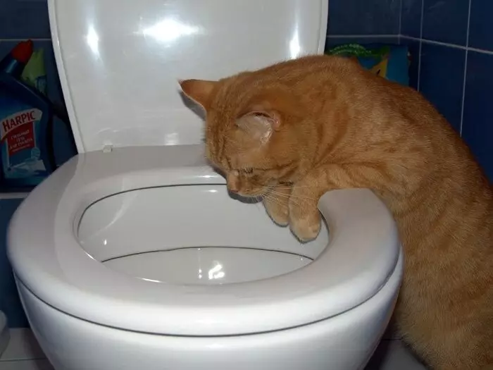 Peddel op het toilet voor katten: variëteiten van nozzles. Hoe een kat te leren om naar het toilet te gaan na het toilet van de kat? 22591_22