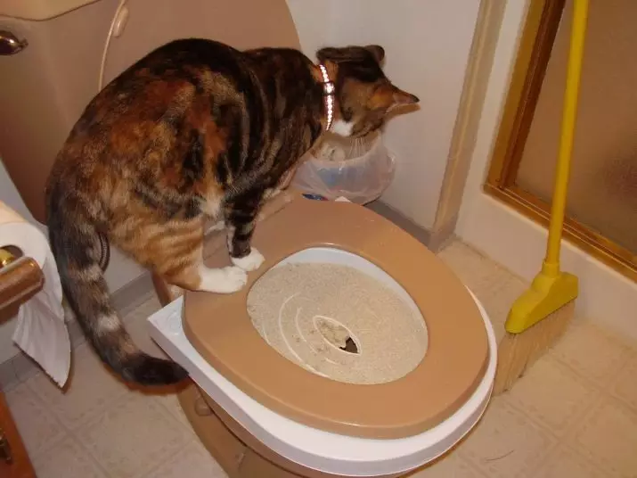 Peddel op het toilet voor katten: variëteiten van nozzles. Hoe een kat te leren om naar het toilet te gaan na het toilet van de kat? 22591_7