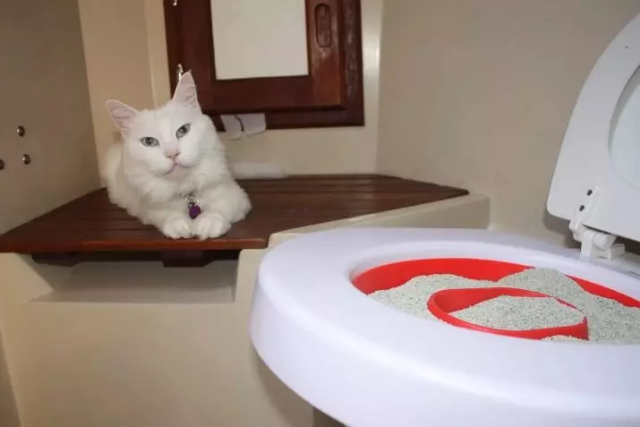 Peddel op het toilet voor katten: variëteiten van nozzles. Hoe een kat te leren om naar het toilet te gaan na het toilet van de kat? 22591_8