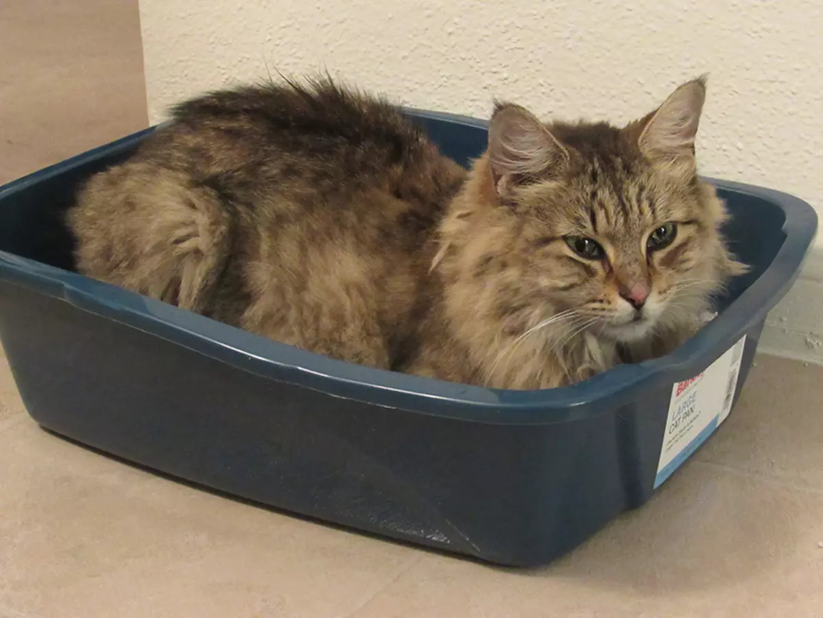 Kas plauti kačių dėklą, kad nėra kvapo? Kaip plauti keptuvę nuo ašmenų? Kas yra geriau valyti kačių tualetą? Kaip atsikratyti plokštelės dėkle? 22593_12