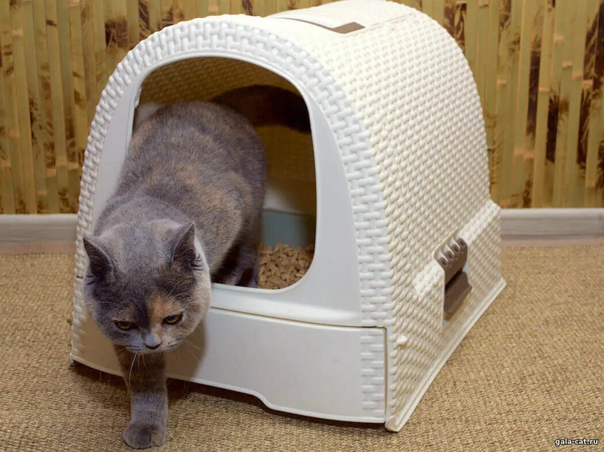 Cat Tray (52 foto's): Kies in feline-húske, pakketten en skoften, grutte fan 'e hoeke en oare fariëteiten 22594_21