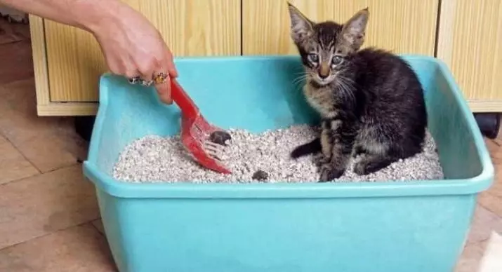 Cat Tray (52 foto's): Kies in feline-húske, pakketten en skoften, grutte fan 'e hoeke en oare fariëteiten 22594_46