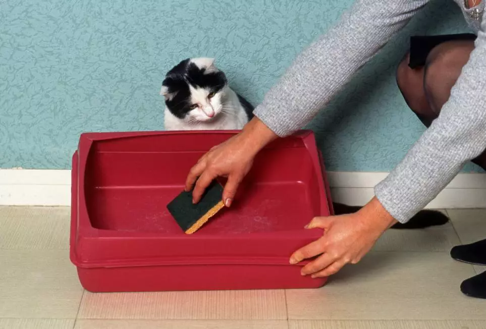 Cat Tray (52 foto's): Kies in feline-húske, pakketten en skoften, grutte fan 'e hoeke en oare fariëteiten 22594_47