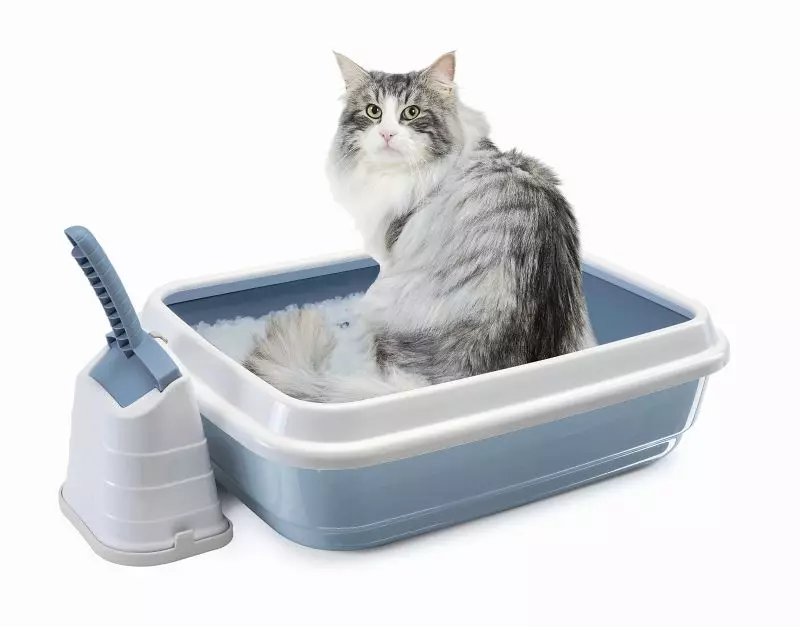 سینی گربه (52 عکس): یک توالت، بسته ها و قاشق ها، اندازه های گوشه و سایر انواع را انتخاب کنید 22594_8