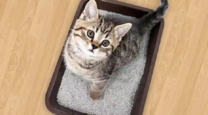 Jaapani feller Cat WC: selle omadused. Kuidas valida kaubanduslik puidu täiteaine kassidele? 22595_2