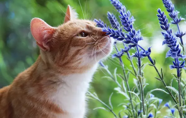 Alceiros sempre limpos: em pacotes 10 e 6 kg, comércio, com um cheiro de lavanda e outros enchimentos para um banheiro felino, Reviews 22627_18