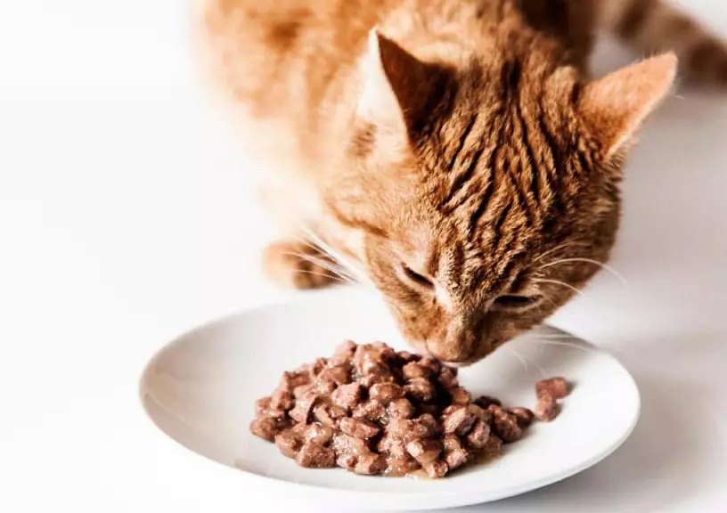 خوراک گربه های استریل شده مناسب مناسب (20 عکس): خوراک خشک و مرطوب 10 کیلوگرم و حجم دیگر. ترکیب خوراک گربه های عصبی. بررسی پزشکان 22637_3