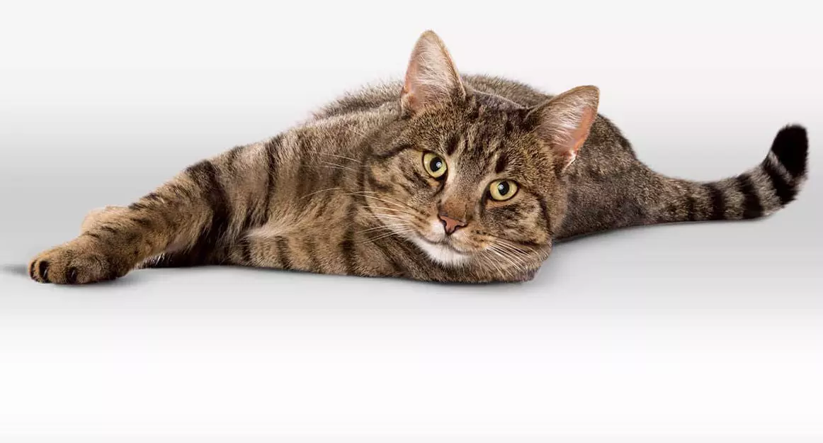 Foder för steriliserade katter Perfekt passform (20 bilder): torr och våtmatning 10 kg och annan volym. Sammansättningen av matning för neutererade katter. Recensioner av läkare 22637_7