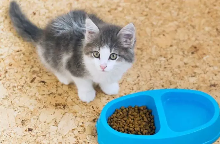 Purina Pro Plan pentru pisoi: Feed pentru pisici sterilizate Kitten Somon sterilizat și compoziția lor, alimente lichide cu Turcia și altele, recenzii 22647_21