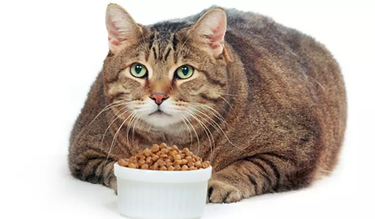 皇家罐头灭菌猫类和阉割猫：Kittens和成人猫的干湿食品，组成，食品包4和7公斤，评论 22652_12